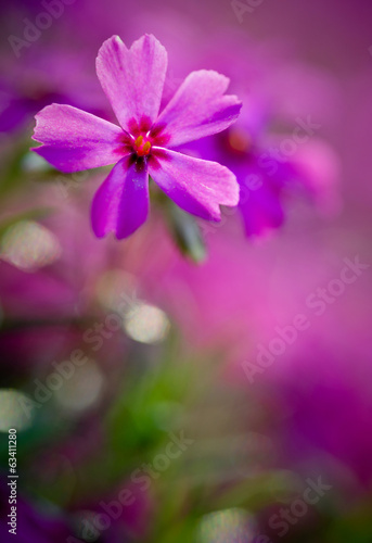 phlox
