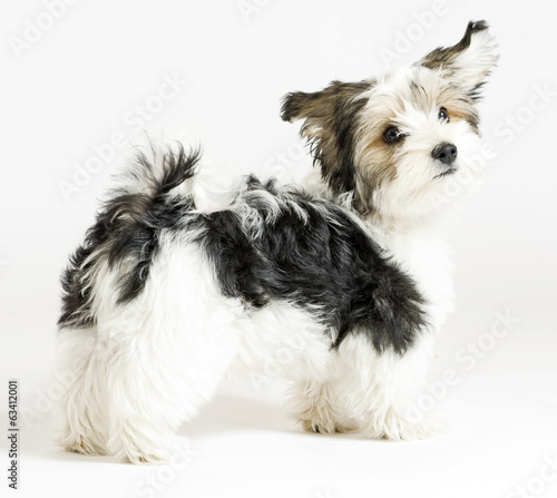 A beautiful little mixed puppy, 16 weeks old..