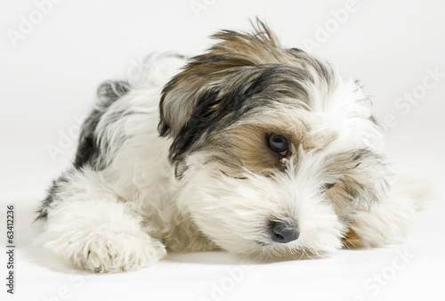 Valokuva Beautiful little mixed puppy, 16 weeks old,  Maltese and Yorkie.