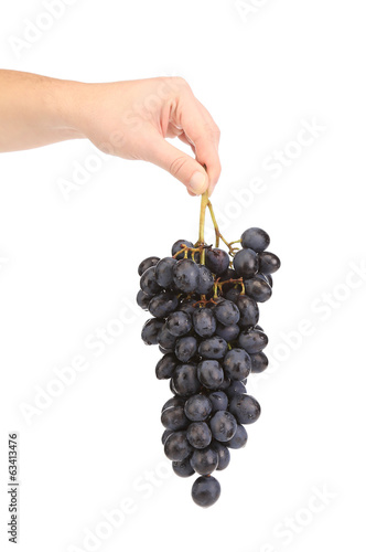 Branch of black grapes in hand.
