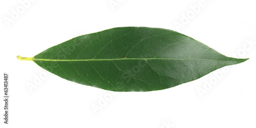 Bay leaf.