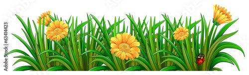 A garden with blooming flowers