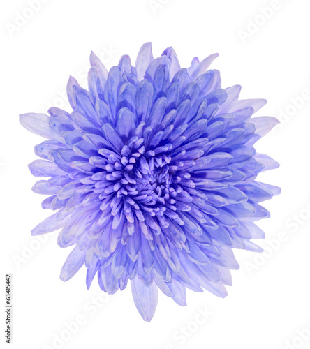 blue color aster isolated on white © Alexander Potapov