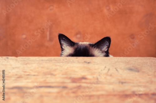 Fototapeta Naklejka Na Ścianę i Meble -  Cat hiding behind a table