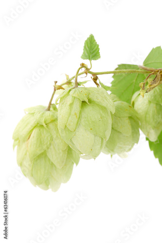 Fresh green hops bunch.