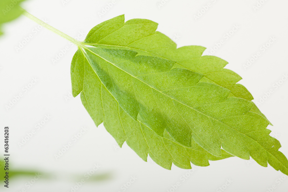 Fototapeta premium cannabis plant, marijuana on white background