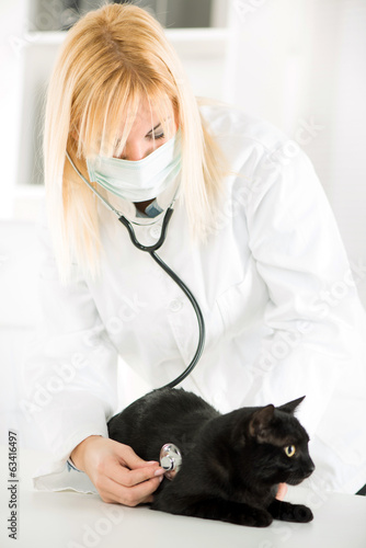 Fototapeta Naklejka Na Ścianę i Meble -  Veterinarian examining a domestic cat