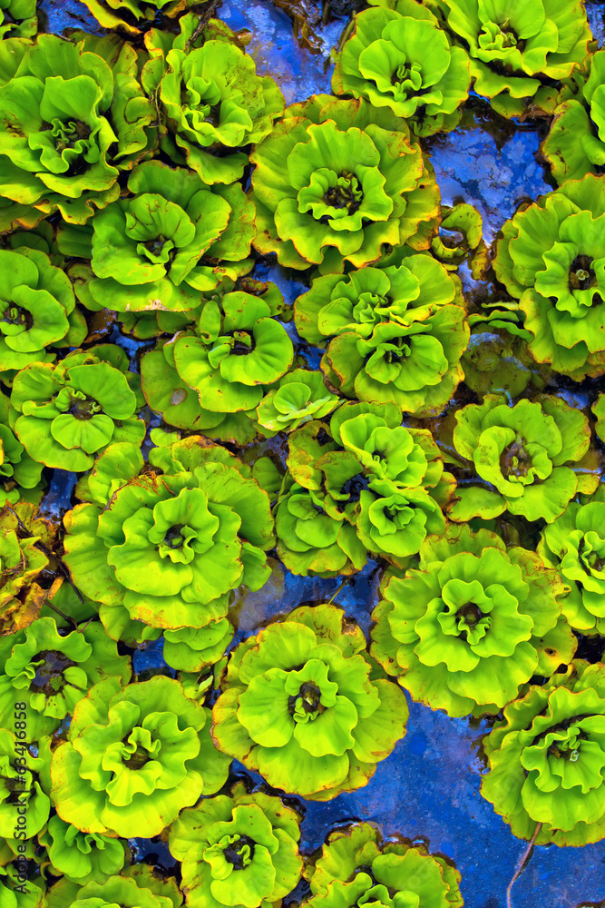 Abstract green plants on a water surface. Green background Abstract green plants on a water surface. Green background