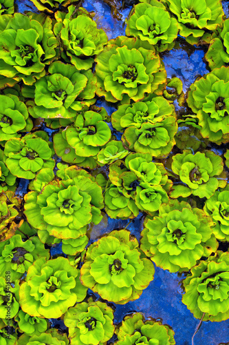 Abstract green plants on a water surface. Green background