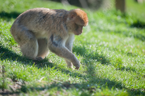 Macaque berbère © PicsArt