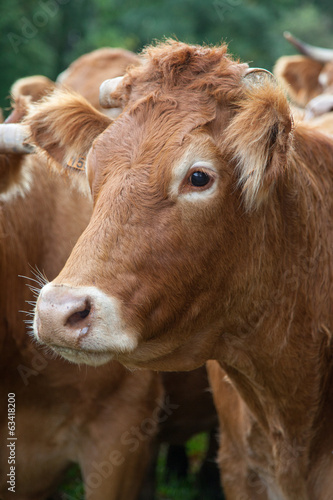 close up of a limousin cow