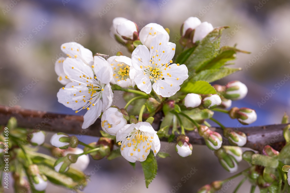 Cherry Blossoms