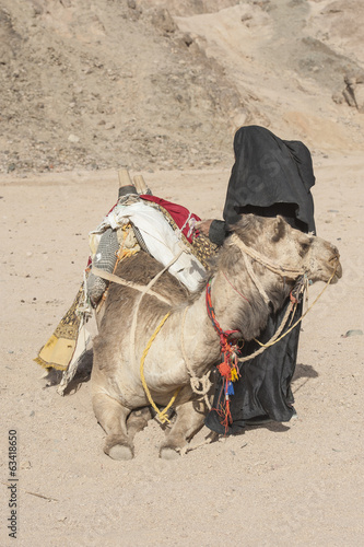 Old bedouin woman with camel in the desert