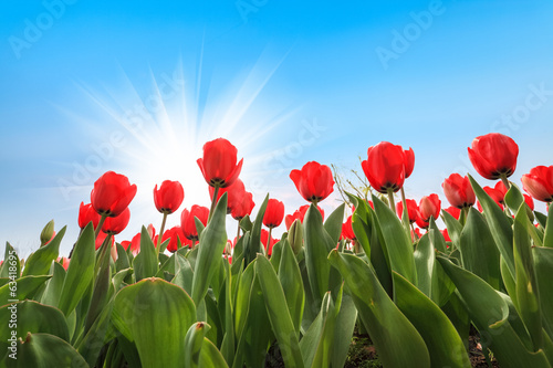 Fototapeta Naklejka Na Ścianę i Meble -  many red tulips over blue sky
