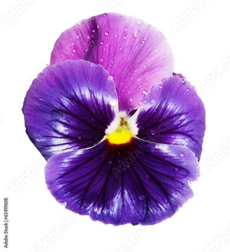 blue violet pansy isolated on white background © dule964