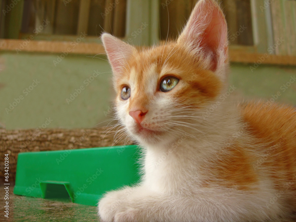 tabby cat sitting waiting tabby cat sitting waiting