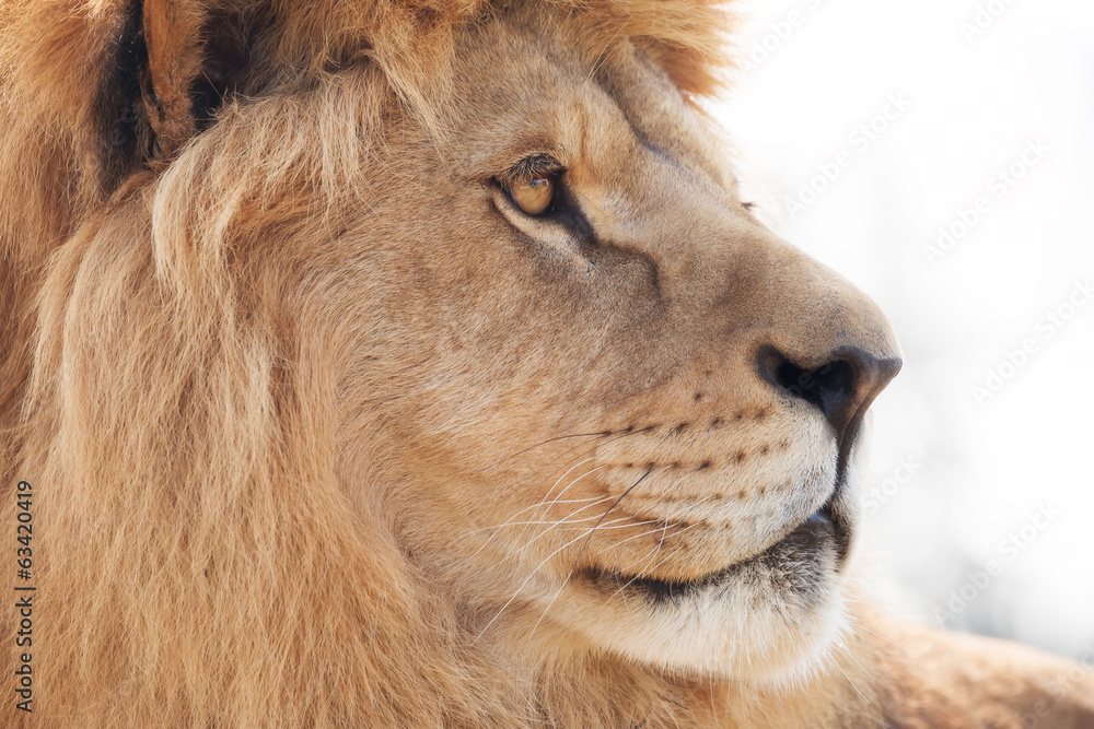 Obraz premium Beautiful male lion wisely looking into distance