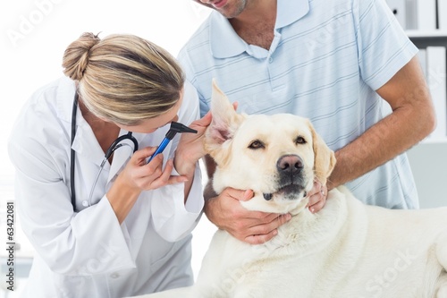Veterinarian examining ear of dog with owner