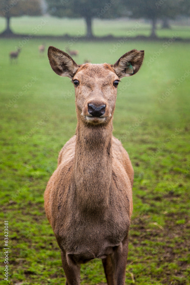 portrait biche