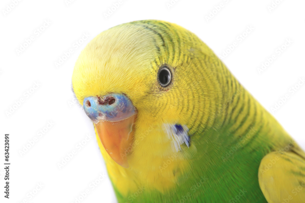 Fototapeta premium budgie