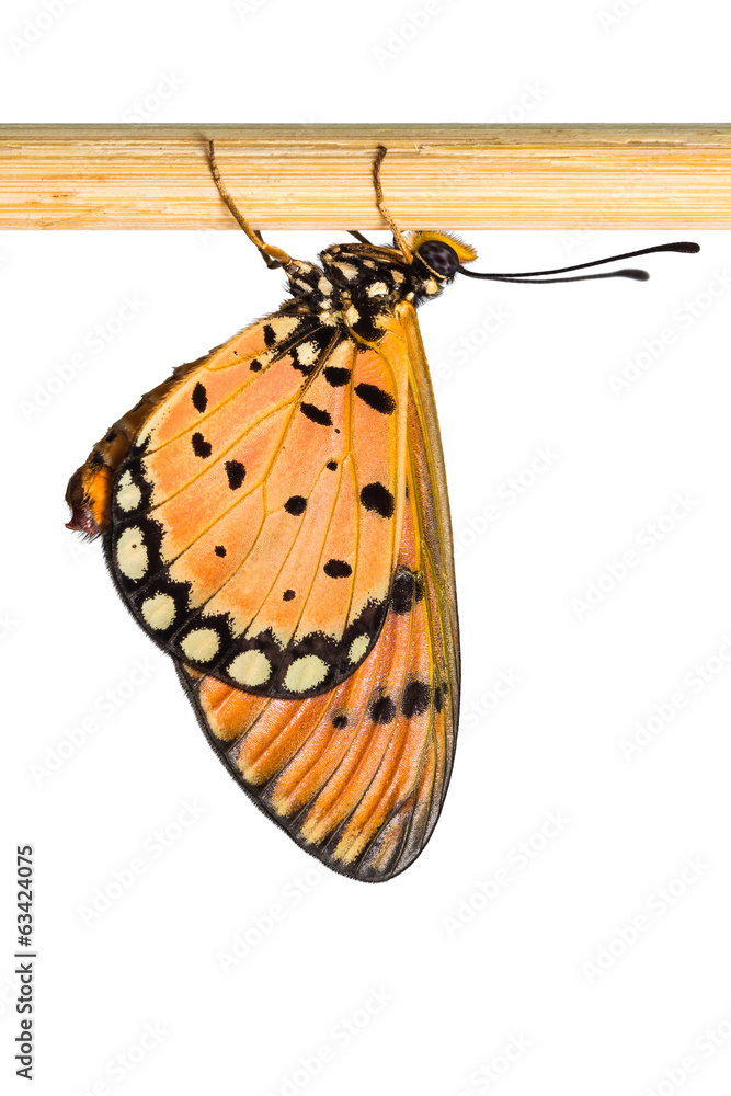 Fototapeta premium Tawny coster butterfly