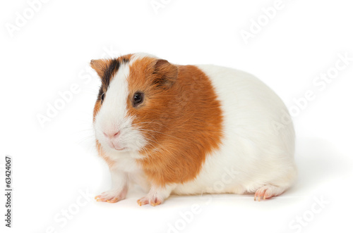 guinea-pig on the white background