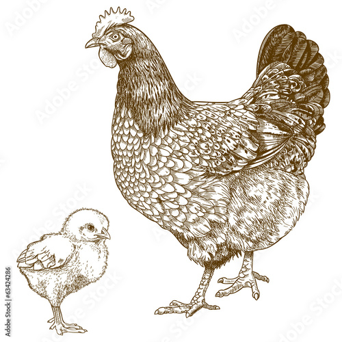 Fotografia illustration of engraving chicken and chick