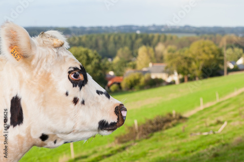 cow watching a village photo