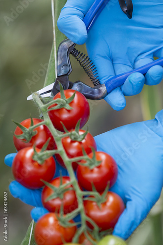 Harvesting tomatoes with blue scissors photo