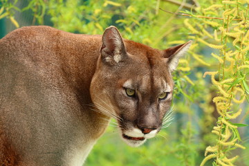 Crédence de cuisine Puma Profil élégant d'un puma fauve  © chrimart