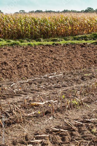 a field of corn with ground plowed