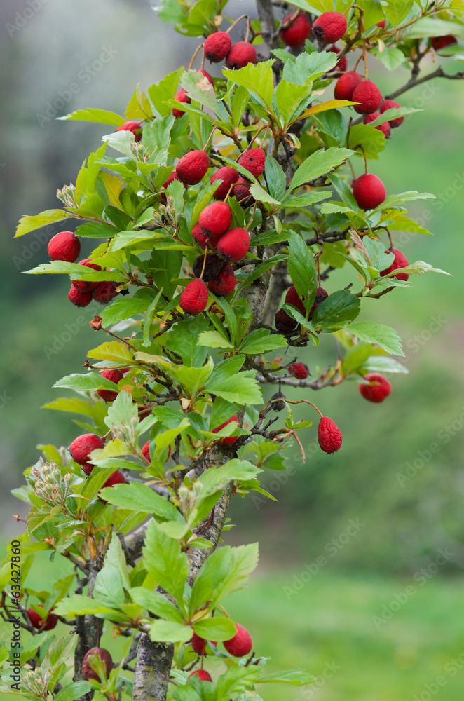 Branch with berries in spring