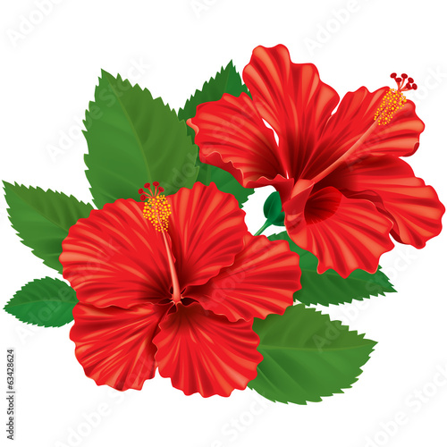 Hibiscus flower