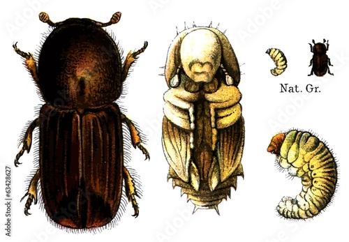 Insect European spruce bark beetle (Ips typographus).