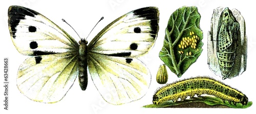 Insect Pieris brassicae.