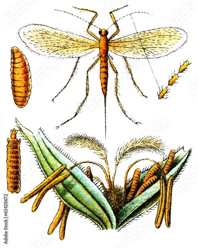 Insect Sitodiplosis mosellana.