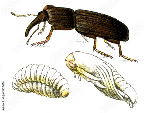 Insect Wheat weevil (Sitophilus granarius).