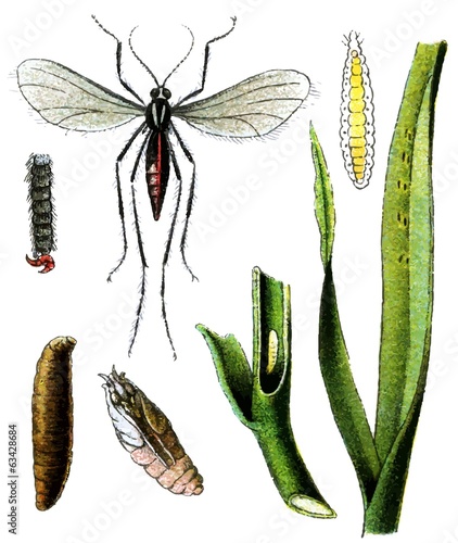 Insect pest Hessian fly (Mayetiola destructor).