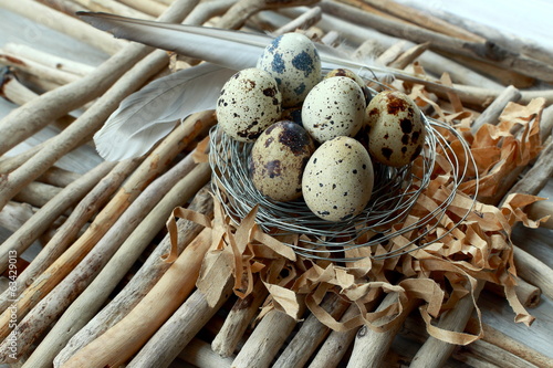 Fotografie Eggs and nest