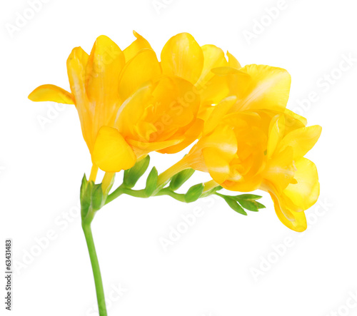 Beautiful freesia flowers, isolated on white