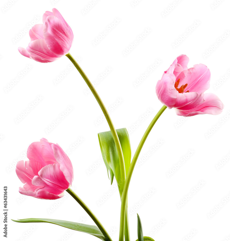 Beautiful tulips isolated on white Beautiful tulips isolated on white