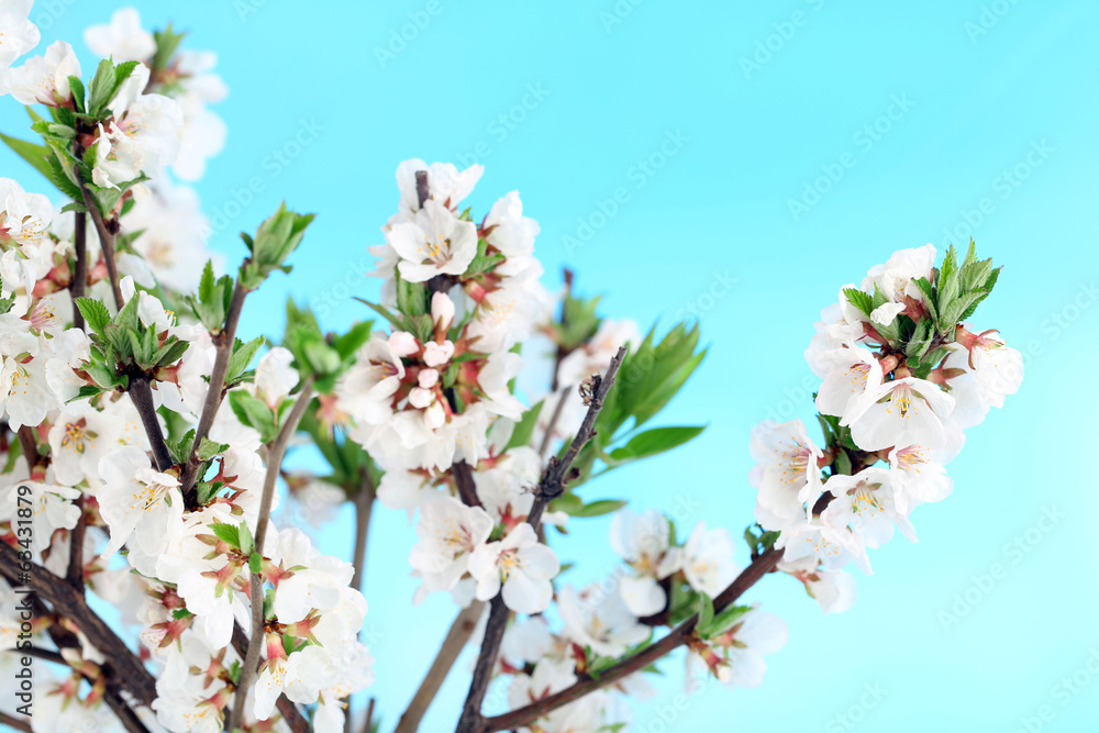 Beautiful blooming branches, close-up, on light background