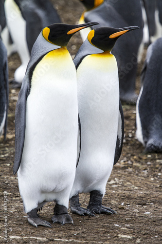 King Penguin - Couple Dreaming The Future