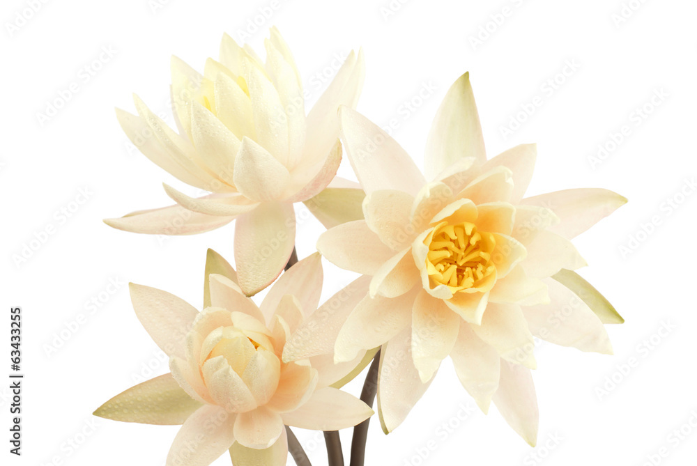 Bouquet of fresh water lilies Bouquet of fresh water lilies