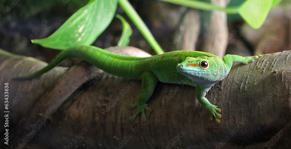 A green Gecko, perched on a branch - obrazy, fototapety, plakaty 