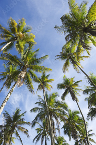 Coconut Palm Trees Standing in Blue Sky