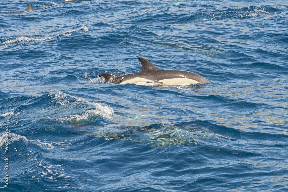 Naklejka premium Delfini nell'oceano