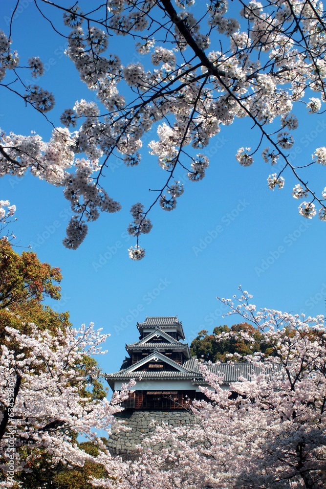 熊本城 天守閣と桜 熊本城 天守閣と桜