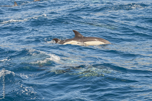 Delfini nell oceano