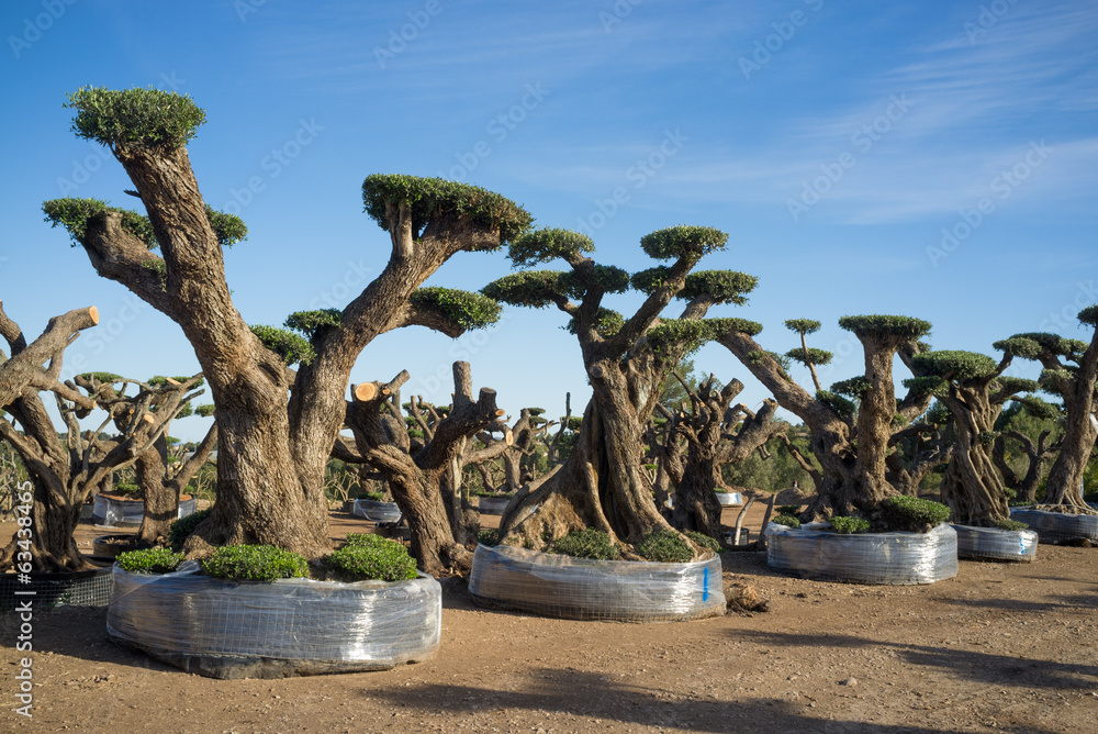 Fototapeta premium Olive trees
